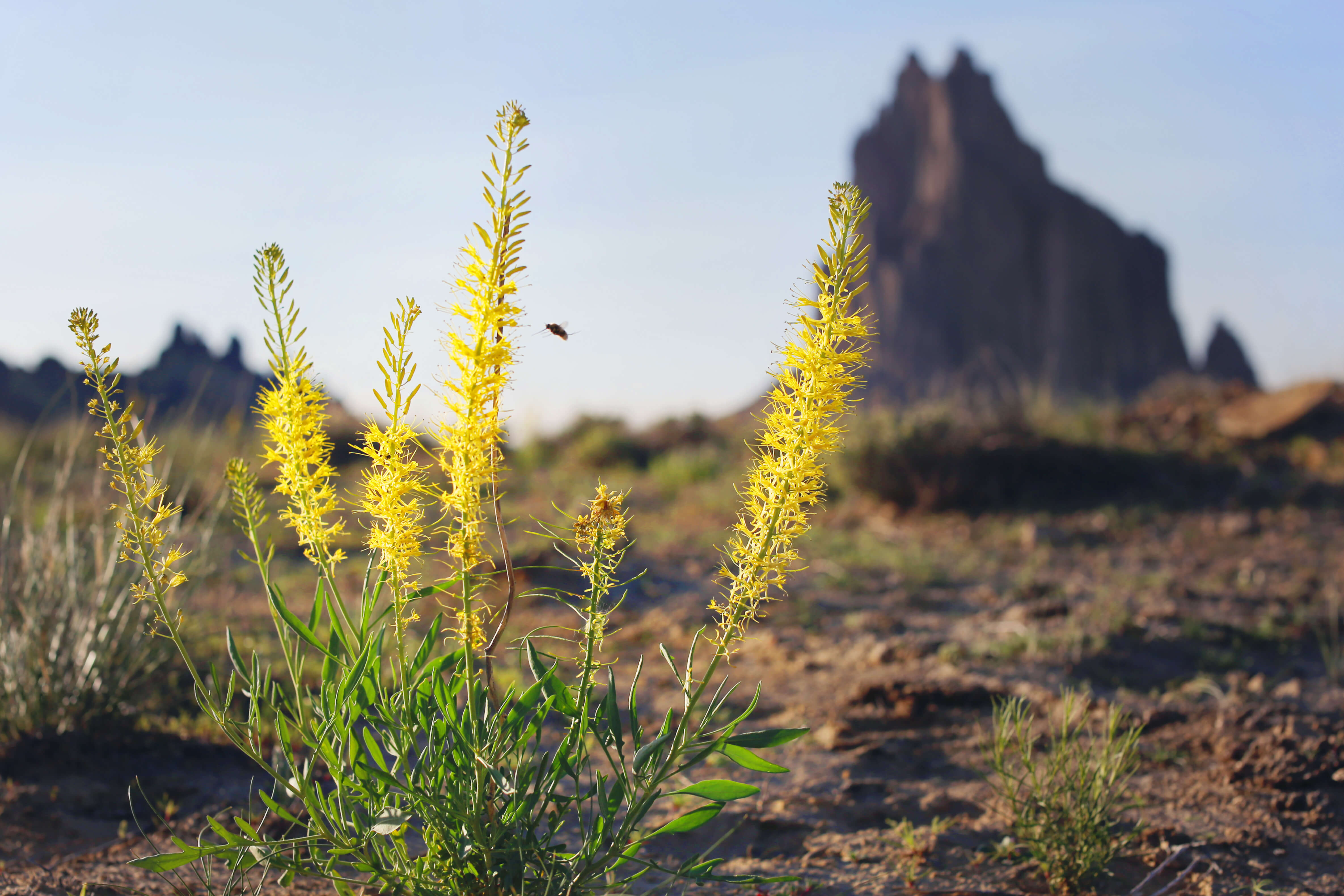 New Mexico wildflowers